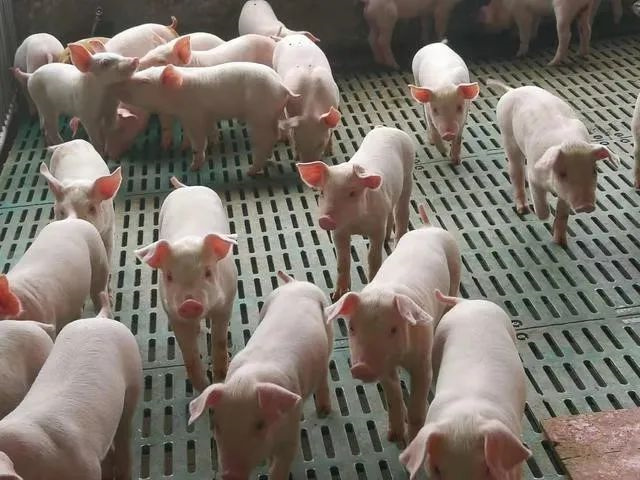 ��������Ӧ���ۺ���������ԭ��