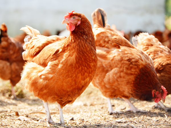 ΢Ԫϵһϵ˫رֳ˫ֵЧӦ