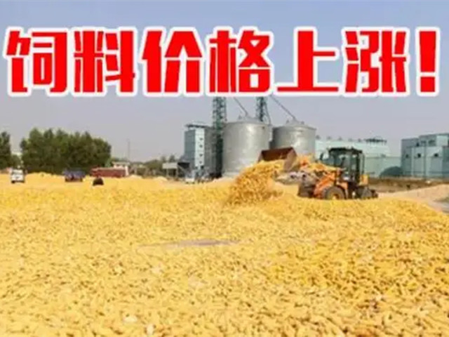 ںϼ۸ٴǣϳҲп࣡ﶬҪԵø