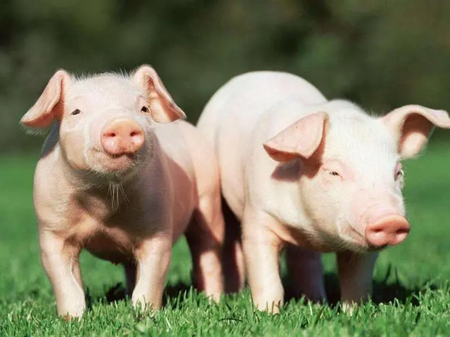 ʲô���������Ӽ����������Ӽ���ʲô��;