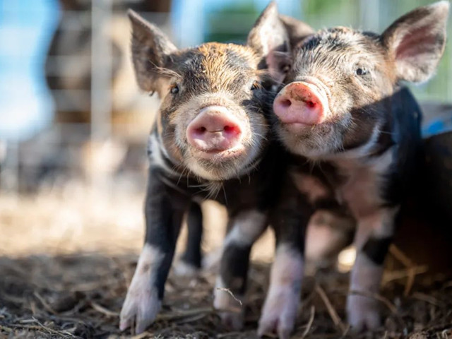 нҪμ⼸Ҫ㣡