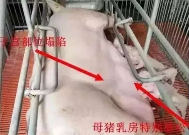 �ж�ĸ���Ƿ�����2����������