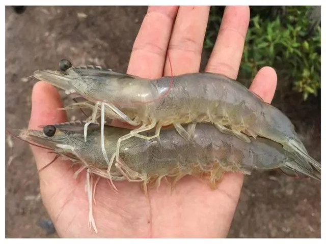 ϺֳʲôʱҪЩϺҪһҪղأ