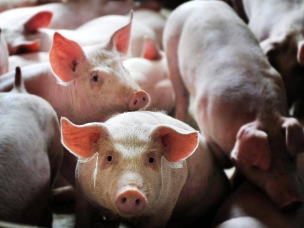 �������Ǽ�ɲ��δ�����л�����ͷ����